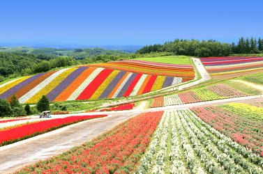 Flower Fields in the Furano Area