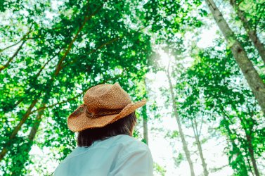 Forest therapy and trekking