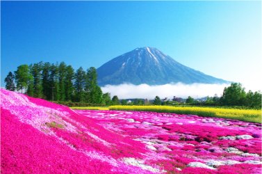 美しい芝桜と蝦夷富士